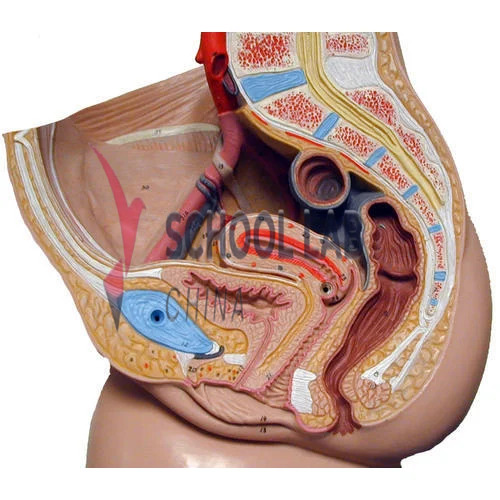 Human Female Reproductive System Model
